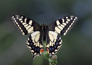 Krlangkuyruk (Papilio machaon)