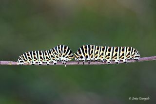 Krlangkuyruk (Papilio machaon)