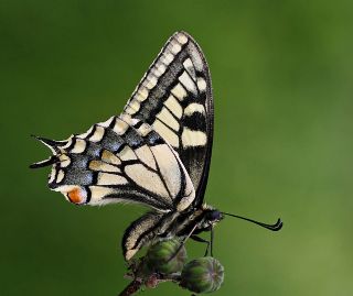 Krlangkuyruk (Papilio machaon)