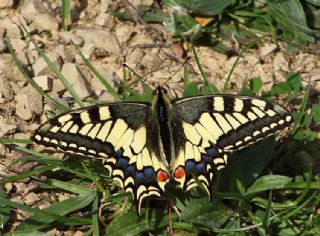 K�rlang��kuyruk&nbsp;(Papilio&nbsp;machaon)