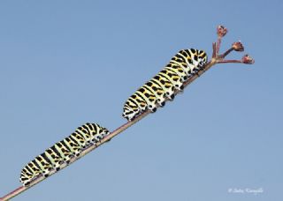 Krlangkuyruk (Papilio machaon)