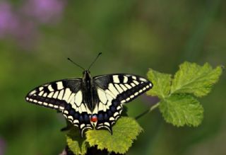 Krlangkuyruk (Papilio machaon)