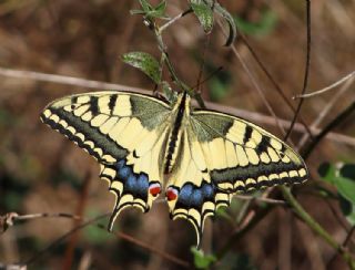 Krlangkuyruk (Papilio machaon)