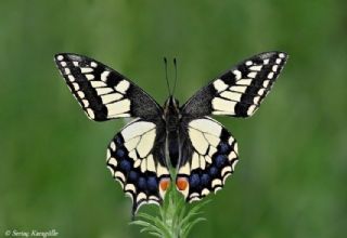 Krlangkuyruk (Papilio machaon)