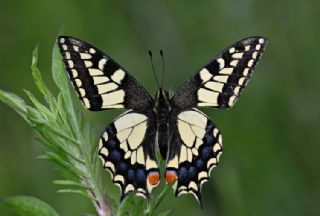 Krlangkuyruk (Papilio machaon)