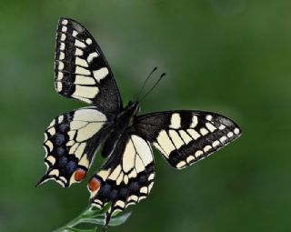 Krlangkuyruk (Papilio machaon)