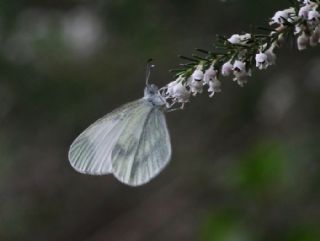 Narin Orman Beyaz�&nbsp;(Leptidea&nbsp;sinapis)