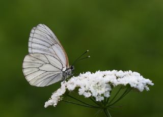 Al Beyaz (Aporia crataegi)