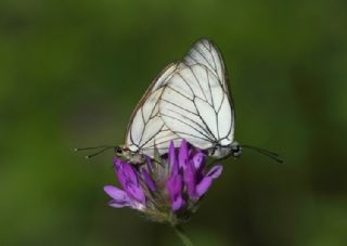 Al Beyaz (Aporia crataegi)