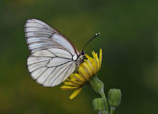 Al Beyaz (Aporia crataegi)