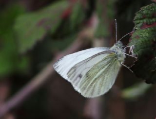 Yalanc Beyazmelek (Pieris pseudorapae)