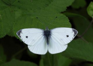 Yalanc Beyazmelek (Pieris pseudorapae)