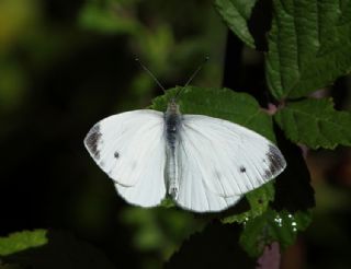 Kk Beyazmelek (Pieris rapae)