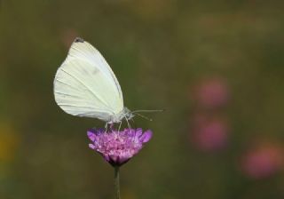 Kk Beyazmelek (Pieris rapae)