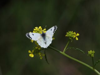 Turuncu Ssl (Anthocharis cardamines)