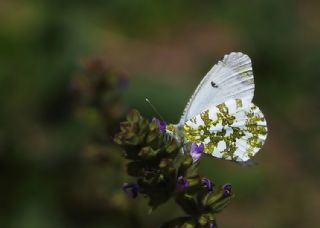 Turuncu Ssl (Anthocharis cardamines)