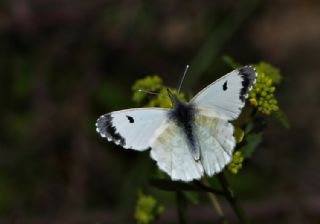 Turuncu Ssl (Anthocharis cardamines)