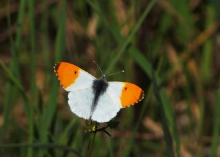 Turuncu Ssl (Anthocharis cardamines)