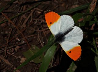 Turuncu Ssl (Anthocharis cardamines)