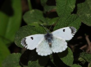 Turuncu Ssl (Anthocharis cardamines)