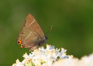 Karaaa Sevbenisi (Satyrium w-album)