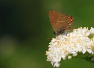 Karaaa Sevbenisi (Satyrium w-album)