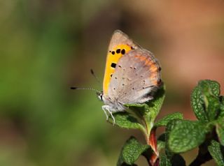 Benekli Bakr Gzeli (Lycaena phlaeas)