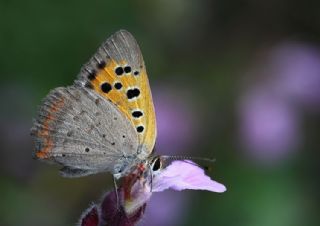 Benekli Bakr Gzeli (Lycaena phlaeas)