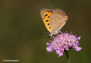 Benekli Bakr Gzeli (Lycaena phlaeas)