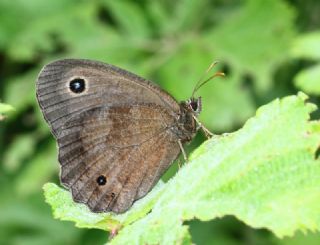 Kara Hayalet (Minois dryas)