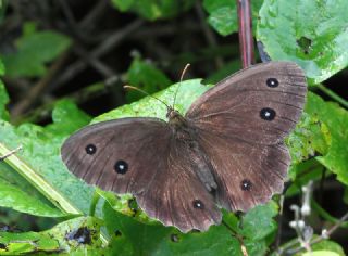 Kara Hayalet (Minois dryas)