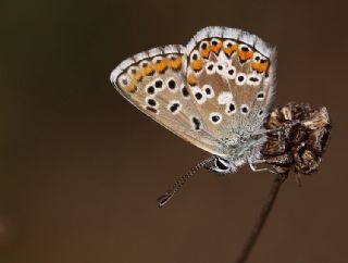 okgzl Balkan Mavisi (Aricia anteros )