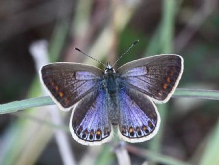 okgzl Mavi (Polyommatus icarus)