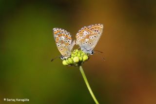 okgzl Balkan Mavisi (Aricia anteros )