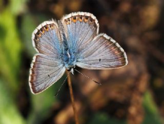 okgzl Balkan Mavisi (Aricia anteros )