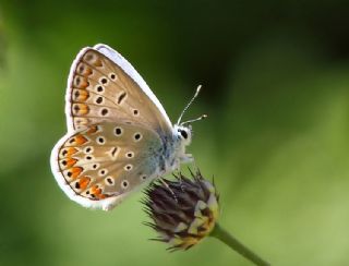 okgzl Mavi (Polyommatus icarus)