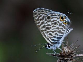 Mavi Zebra (Leptotes pirithous)