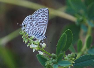 Mavi Zebra (Leptotes pirithous)