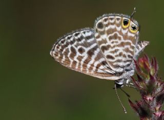 Mavi Zebra (Leptotes pirithous)