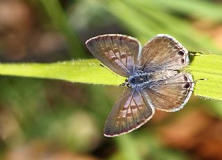 Mavi Zebra (Leptotes pirithous)