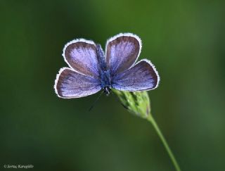 Gm Lekeli Esmergz (Plebejus argus)