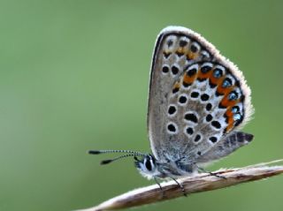 Gm Lekeli Esmergz (Plebejus argus)