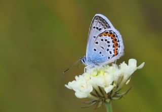Gm Lekeli Esmergz (Plebejus argus)
