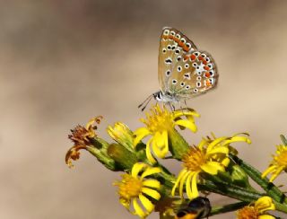 okgzl Mavi (Polyommatus icarus)