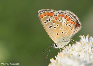 okgzl Esmer (Aricia agestis)