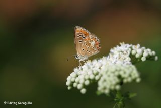 okgzl Esmer (Aricia agestis)