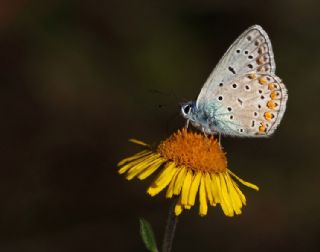 okgzl Mavi (Polyommatus icarus)