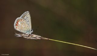 okgzl Mavi (Polyommatus icarus)