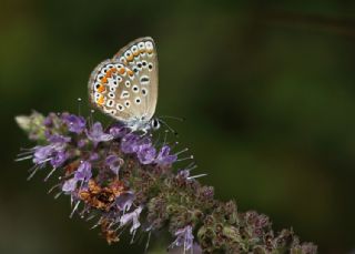 okgzl Mavi (Polyommatus icarus)