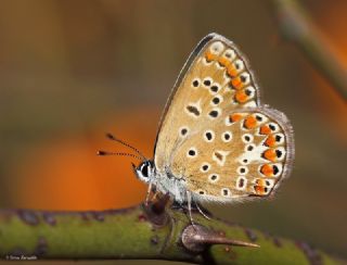 okgzl Mavi (Polyommatus icarus)